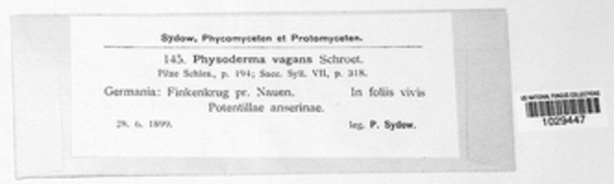 Physoderma vagans image